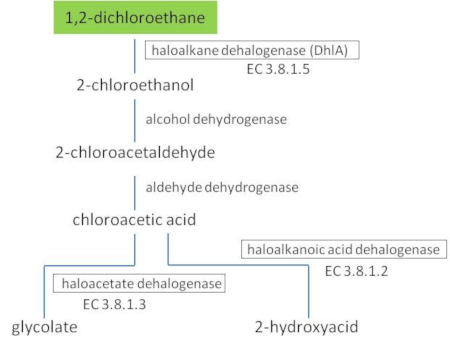 Metabolic pathway of haloalkane.