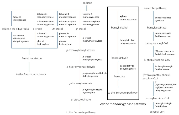 xylene monooxygenase pathway