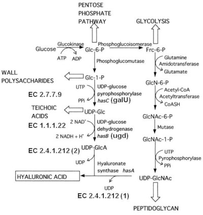 Hyaluronan biosynthesis pathway.