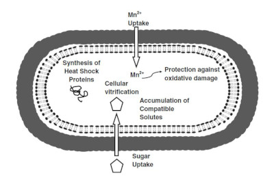 General mechanisms of desiccation tolerance in bacteria.