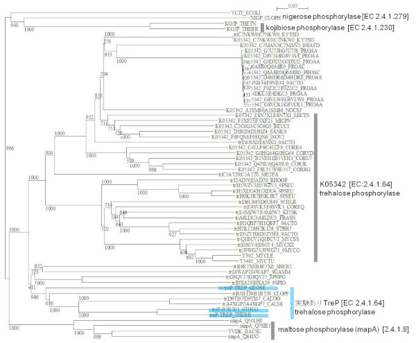 Phylogenetic tree of alpha,alpha-trehalose phosphorylase TreP